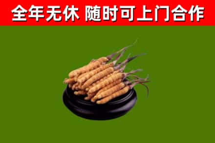南岳回收冬虫夏草