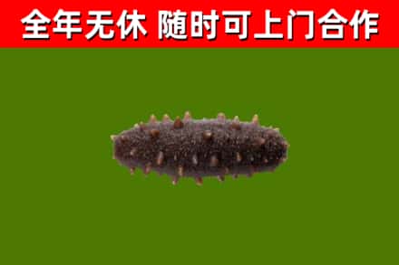 南岳回收海参干